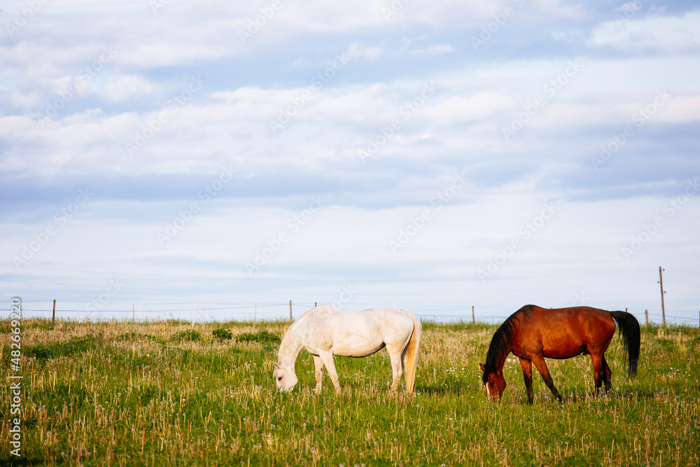 Two horses eating grass on a meadow