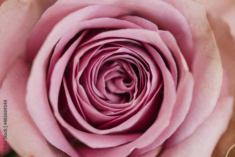 Obraz premium pink rose closeup