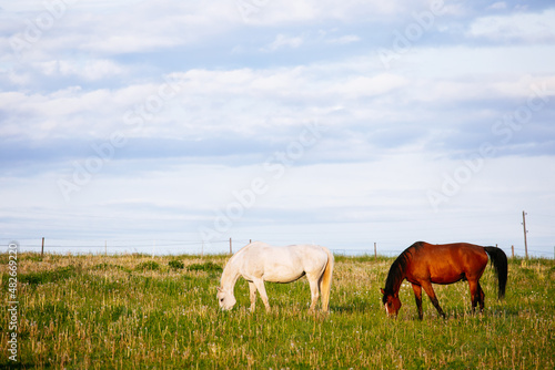 Two horses eating grass on a meadow © Andris