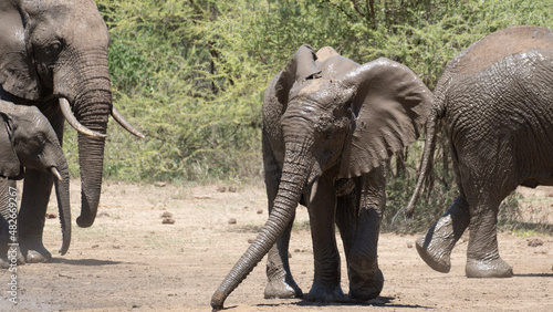Photography elephants in the wild