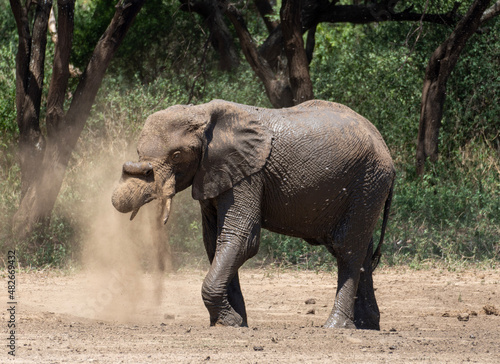 Elephant Shower Elefantendusche mit Sand