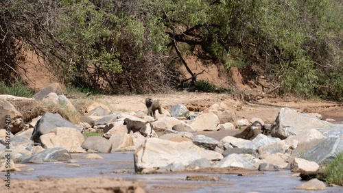 herd of baboons crossing stoneriver
