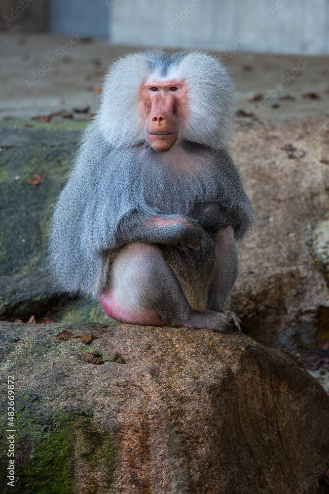 Closeup of a baboon monkey in the zoo of Munich, Germany