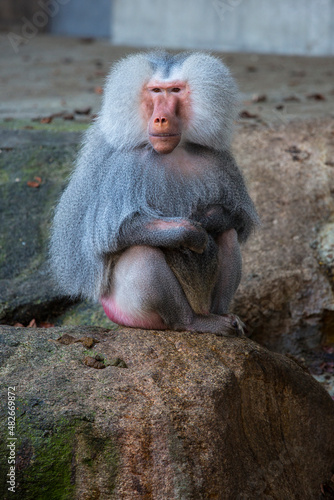 Closeup of a baboon monkey in the zoo of Munich, Germany