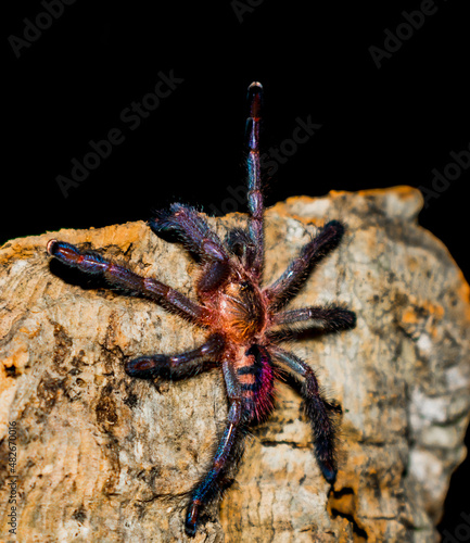 Ybyrapora diversipes