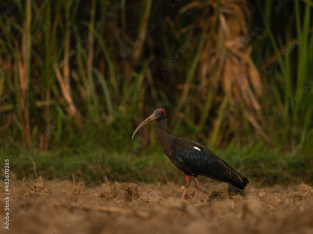 Naklejka premium The red-naped ibis also known as the Indian black ibis or black ibis is a species of ibis found in the plains of the Indian Subcontinent.