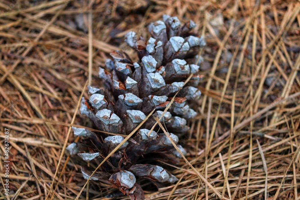 The beauty of the Pine Cone that just fell from the Pinheiro. The beauty of the Pine Cone that just fell from the Pinheiro.