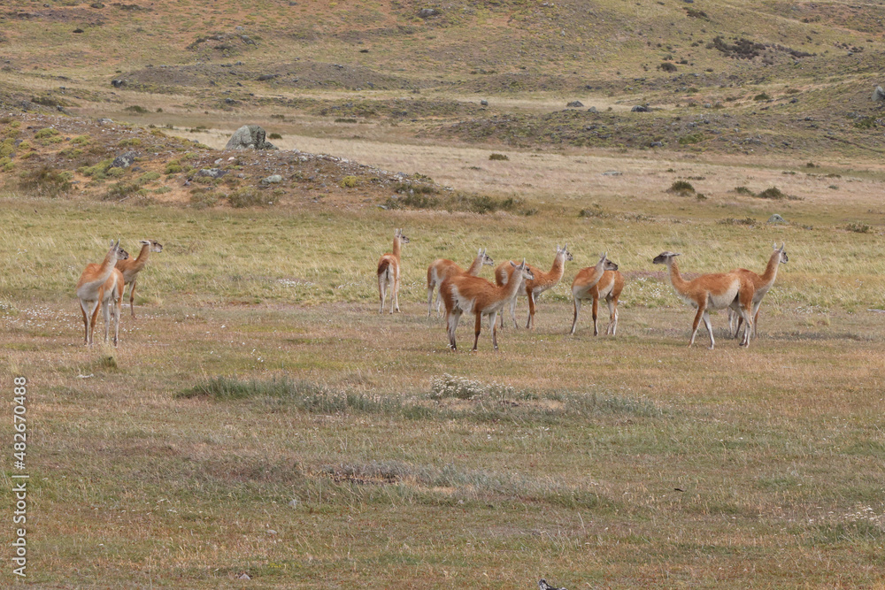 Guanacos in Torres del Paine National Park, Chile Guanacos in Torres del Paine National Park, Chile