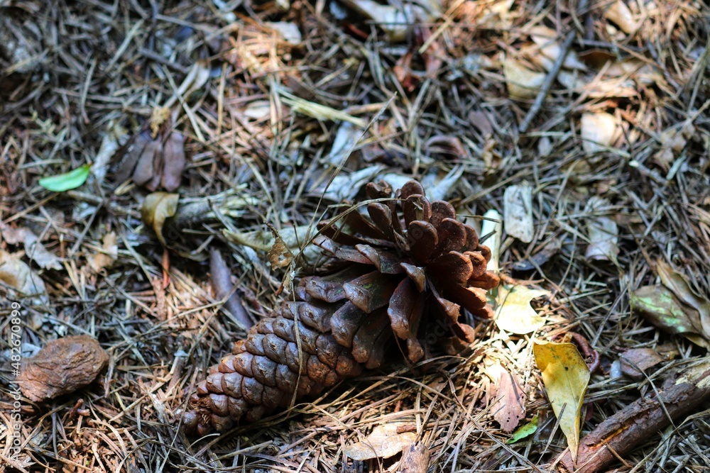 The beauty of the Pine Cone that just fell from the Pinheiro. The beauty of the Pine Cone that just fell from the Pinheiro.