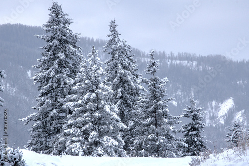 forest winter mointain © Антон Кожевников