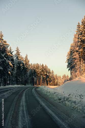 Forest road in the winter