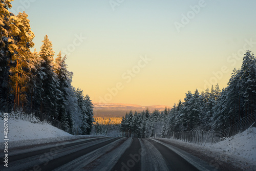 Forest road in the winter