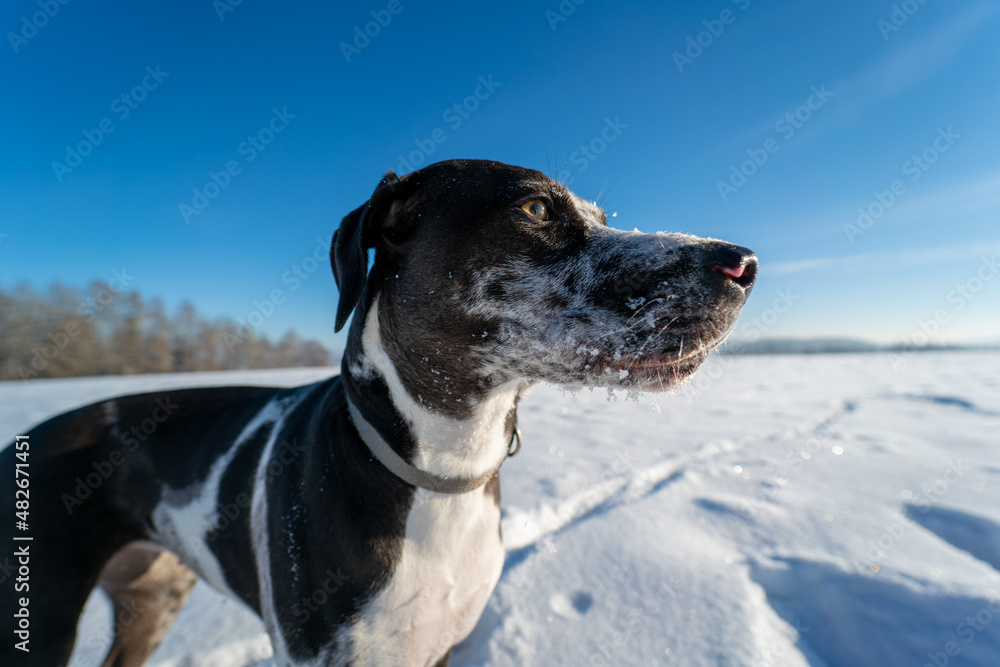 Portrait of Catahoula Leopard dog in sunny winter day