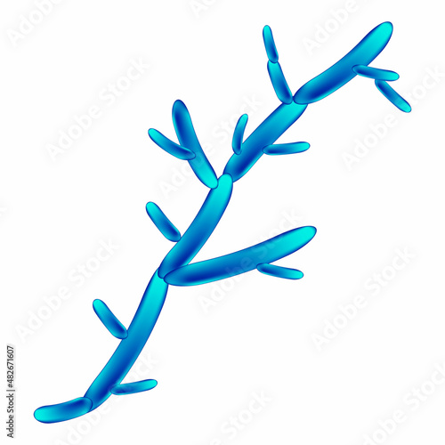 C. tropicalis candida. Pathogenic yeast-like fungi of the Candida type morphological structure. Vector illustration on isolated background