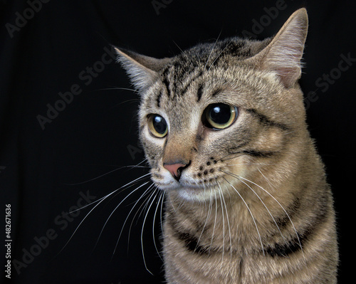 portrait of a cat