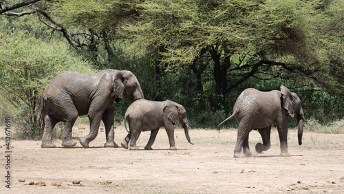 elephants in the savannah