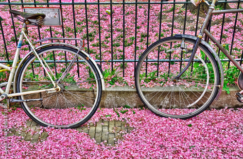 Media bicicleta trasera y media bicicleta delantera apoyadas en una reja de hierro sobre un piso y fondo de flores lilas en el suelo. photo