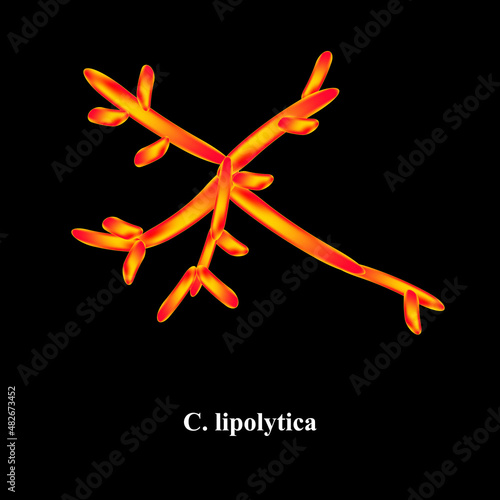 C. lipolytica candida. Pathogenic yeast-like fungi of the Candida type morphological structure. Vector illustration