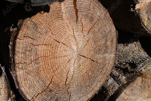 tronco legno