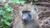 baboon in continent
