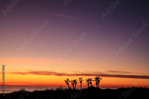 Landscape with palm trees at sunrise on the beach.