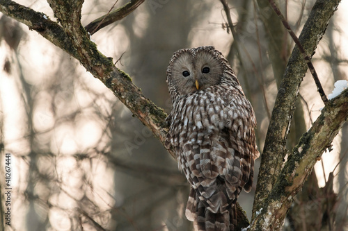 Strix uralensis on the branch