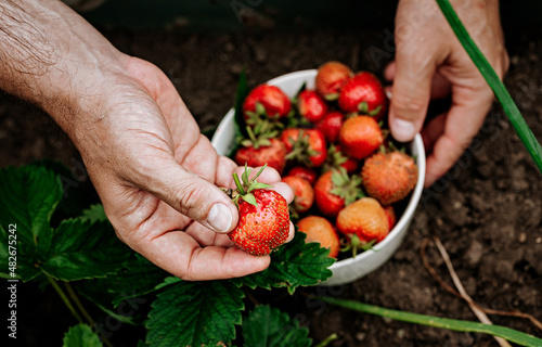 Farmers hands hold a bowl with ripe strawberries. A man picks strawberries. Natural organic farm product