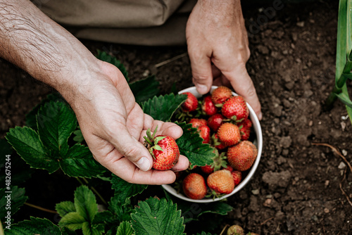 Farmer's hands hold a bowl with ripe strawberries. A man picks strawberries. Natural organic farm product