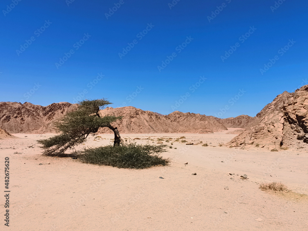 a living tree in the desert