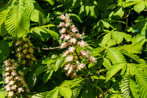 Russia. Kronstadt. June 4, 2021. Lush chestnut flowers on trees in the city park.