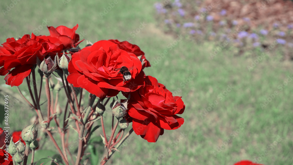 Obraz premium bumblebee in roses in the garden 