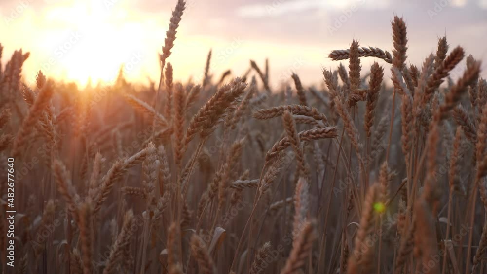 ears of wheat on lifestyle the field a during sunset. wheat agriculture harvesting agribusiness concept. walk in large wheat field. large harvest of wheat in summer on the field landscape ears of wheat on lifestyle the field a during sunset. wheat agriculture harvesting agribusiness concept. walk in large wheat field. large harvest of wheat in summer on the field landscape