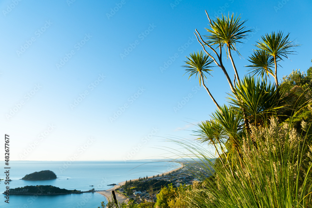 Long coastline leading to horizon in distance below NZ cabbage tree stems and leaves