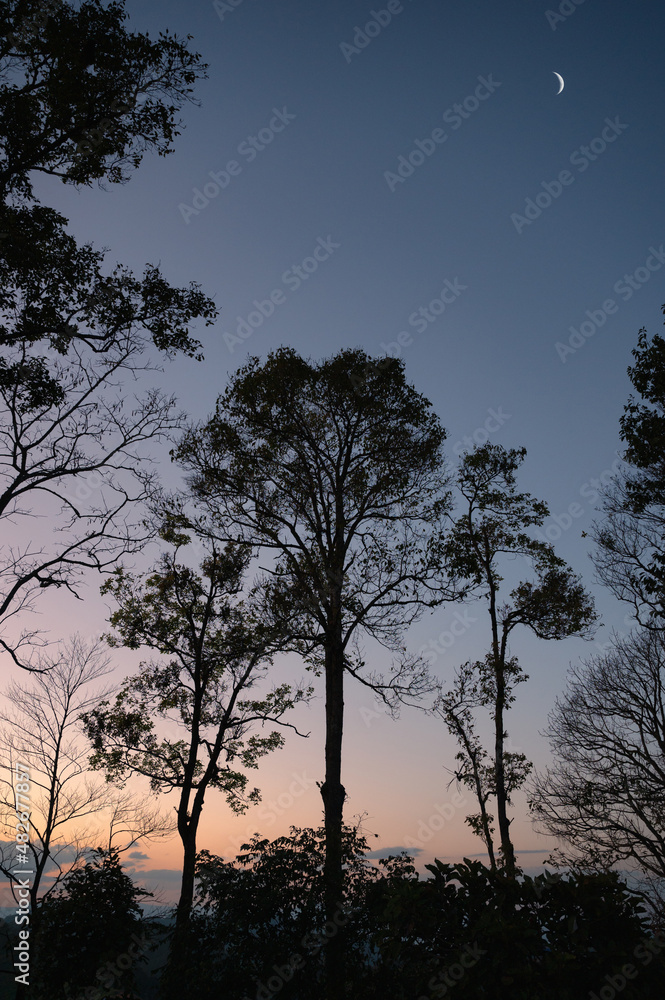 Silhouette trees with crescent moon on hill in tropical rainforest