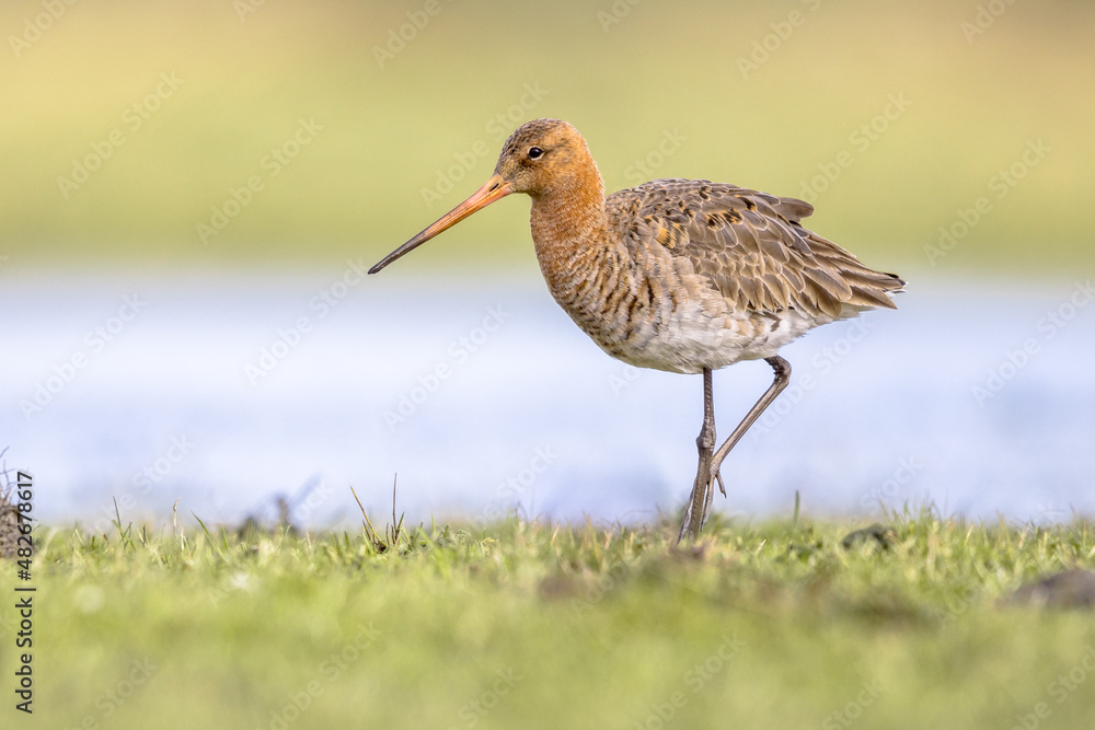 Black Tailed Godwit with Bright Background Black Tailed Godwit with Bright Background