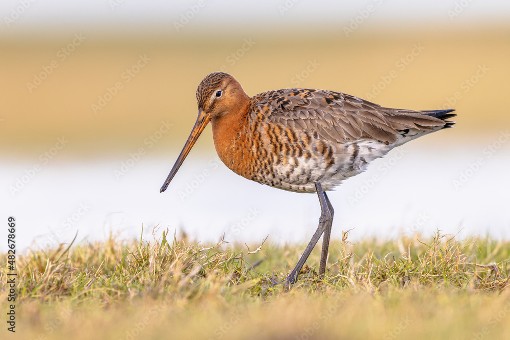 Black Tailed Godwit with Bright Background Black Tailed Godwit with Bright Background