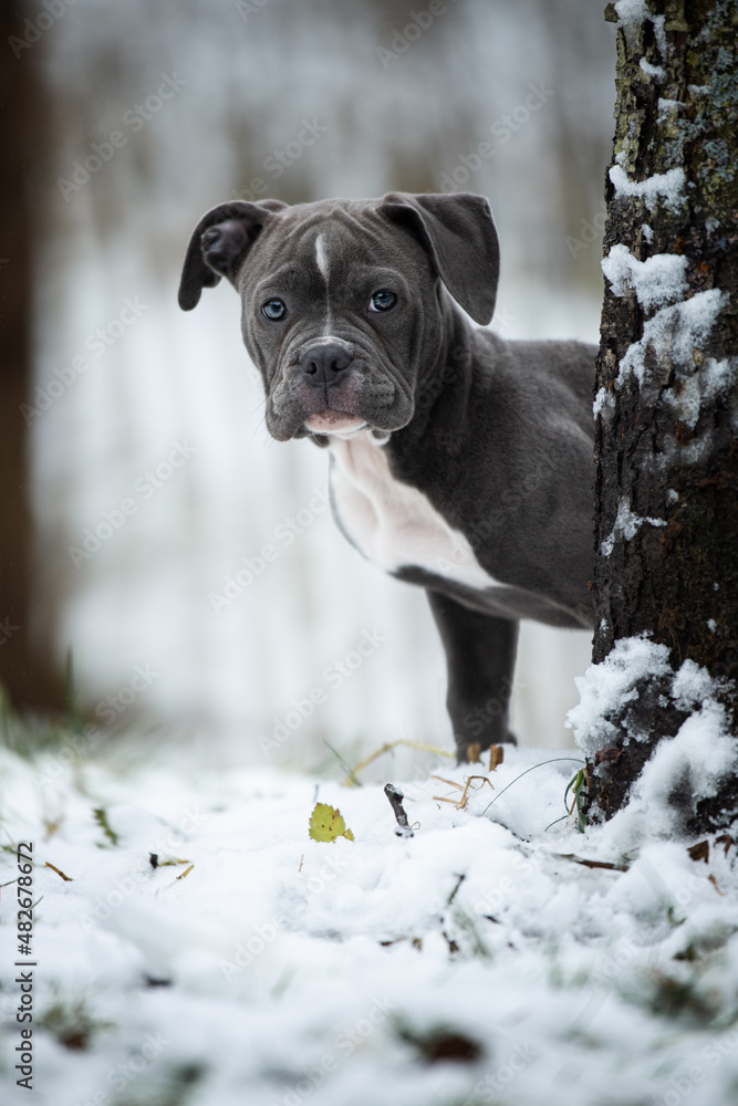 Puppy standing behind a tree in winter landscape