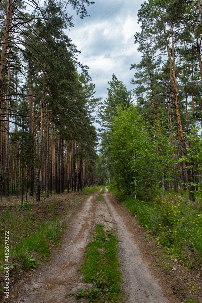 Fototapeta premium forest road with a gloomy sky on a summer day