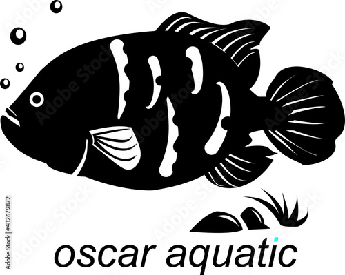 oscar fish vector ilustration