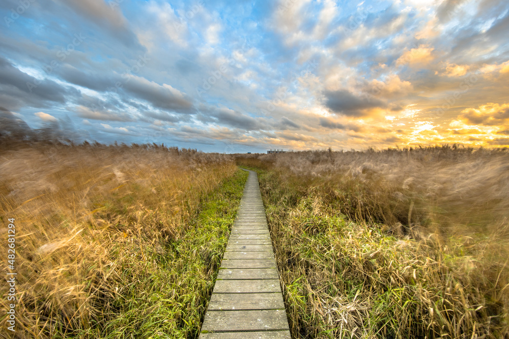 Wooden walkway through tidal marsh