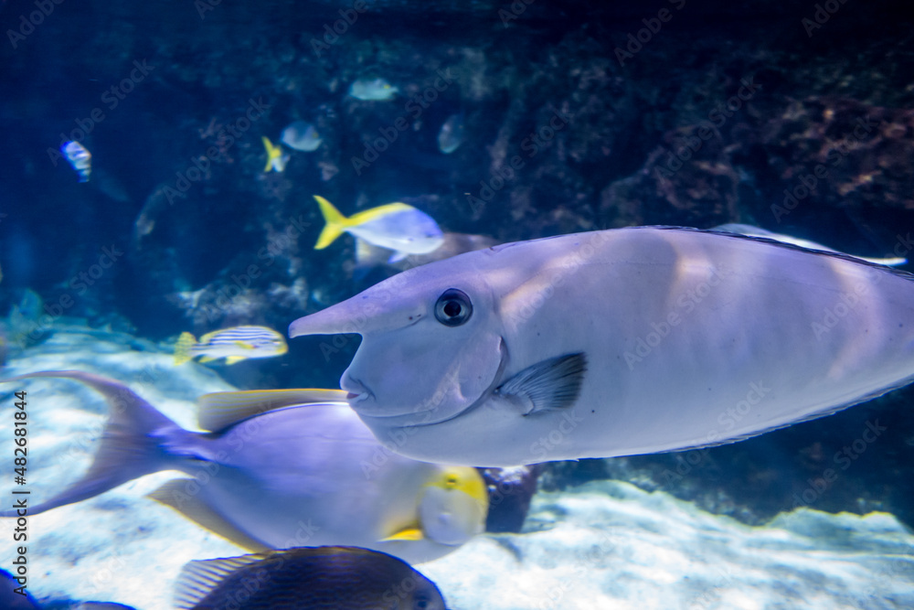Fototapeta premium whitemargin unicornfish swimming in ocean