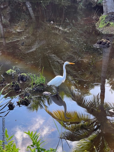 heron on the background of reflections in the water