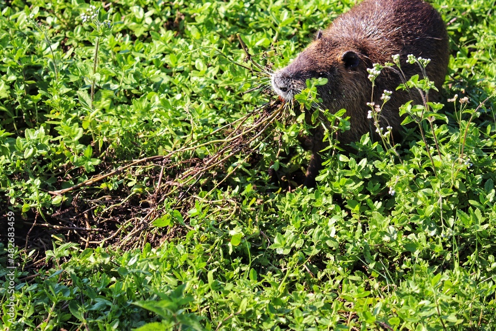 Fototapeta premium A Nutria in its natural habitat in Rio Grande do Sul, Brazil.