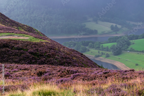 Landscape of vast Peak District purple heather moors, long distance vista of hills covered with pink flowers during summer