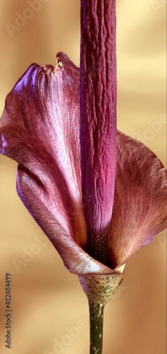 amorphophallus flowers  photo