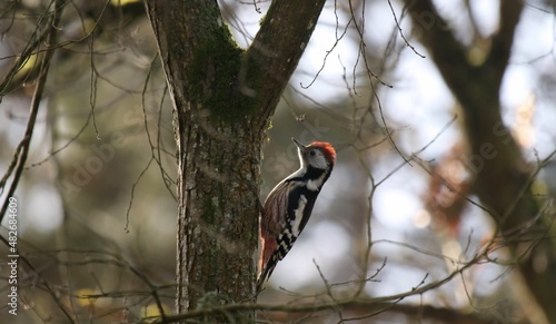 Pic mar, Dendrocoptes,Medius, Middle Spotted Woodpecker - 2022 01 20 1119 - Yonne 0073