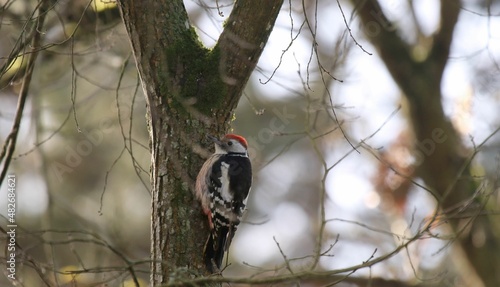 Pic mar, Dendrocoptes,Medius, Middle Spotted Woodpecker - 2022 01 20 1119 - Yonne 0079 photo