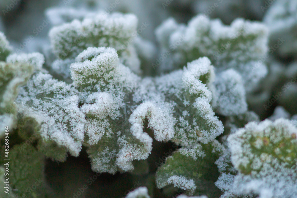 Close-up of ice and frost on grass and leaves plant,shot of green grass with Icy,Natural background with hoarfrost on the grass,winter morning in Italy. Close-up of ice and frost on grass and leaves plant,shot of green grass with Icy,Natural background with hoarfrost on the grass,winter morning in Italy.