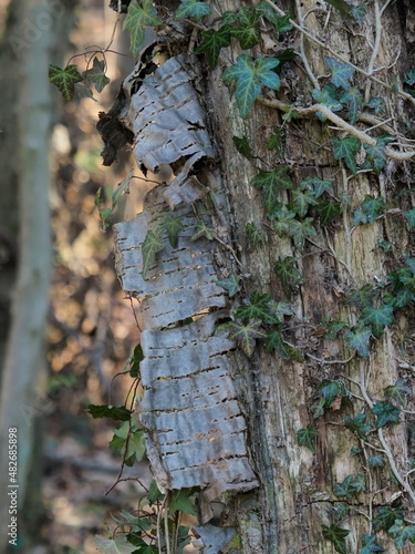 en hiver, écorce d'arbre qui se détache et s'enroule, avec du lierre photo