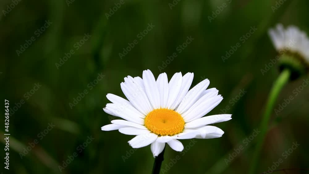 Chamomile flower white, daisy flower
Chamomile flower white, daisy flower